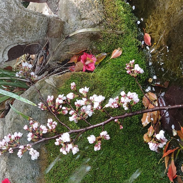 神社の手水